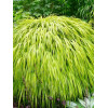 Hakonechloa smukła 'Aureola' | Hakonechloa macra