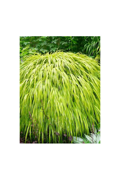 Hakonechloa smukła 'Aureola' | Hakonechloa macra