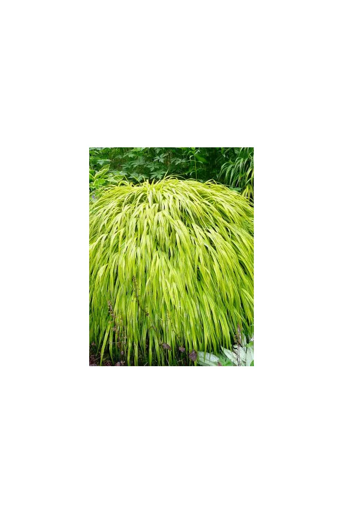 Hakonechloa smukła 'Aureola' | Hakonechloa macra