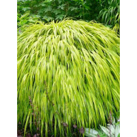 Hakonechloa smukła 'Aureola' | Hakonechloa macra