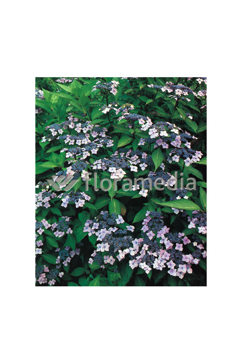 Hortensja ogrodowa 'Blue Wave' Hydrangea macrophylla