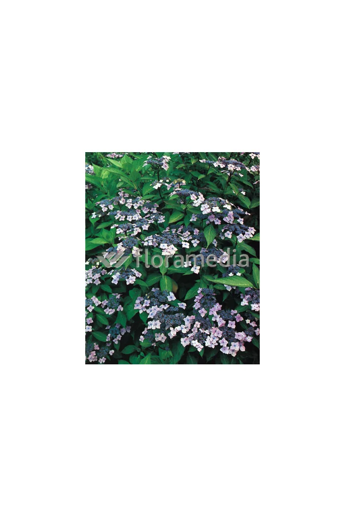 Hortensja ogrodowa 'Blue Wave' Hydrangea macrophylla