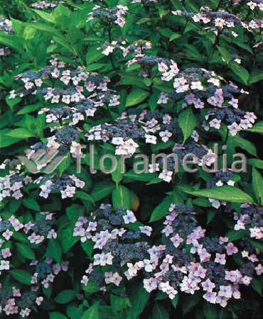 Hortensja ogrodowa 'Blue Wave' Hydrangea macrophylla
