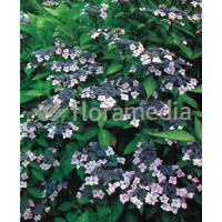 Hortensja ogrodowa 'Blue Wave' Hydrangea macrophylla