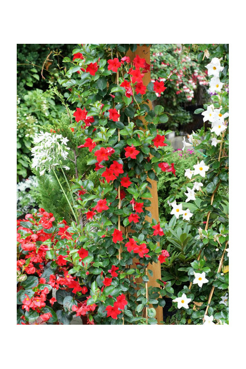 Sundaville 'Red' | Sundaville