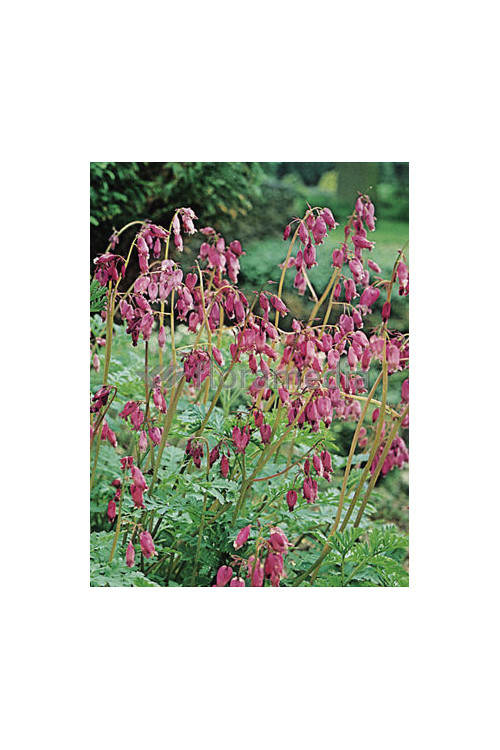 Serduszka wspaniała Dicentra eximia