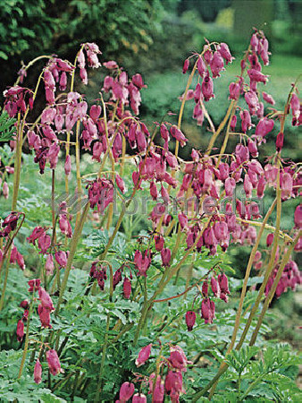 Serduszka wspaniała Dicentra eximia