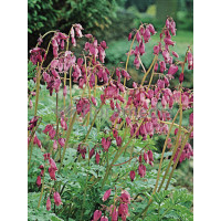 Serduszka wspaniała Dicentra eximia