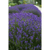 Lawenda wąskolistna | Lavandula angustifolia