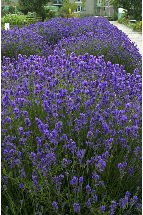 Lawenda wąskolistna | Lavandula angustifolia