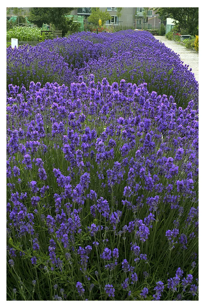 Lawenda wąskolistna | Lavandula angustifolia