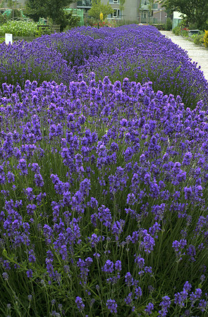 Lawenda wąskolistna | Lavandula angustifolia
