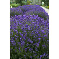 Lawenda wąskolistna | Lavandula angustifolia