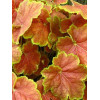 Żurawka 'Tiramisu' Heuchera
