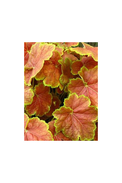 Żurawka 'Tiramisu' Heuchera
