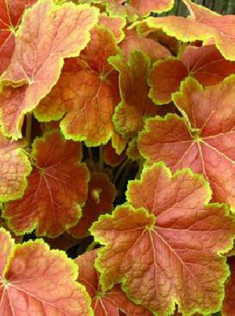 Żurawka 'Tiramisu' Heuchera