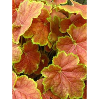 Żurawka 'Tiramisu' Heuchera