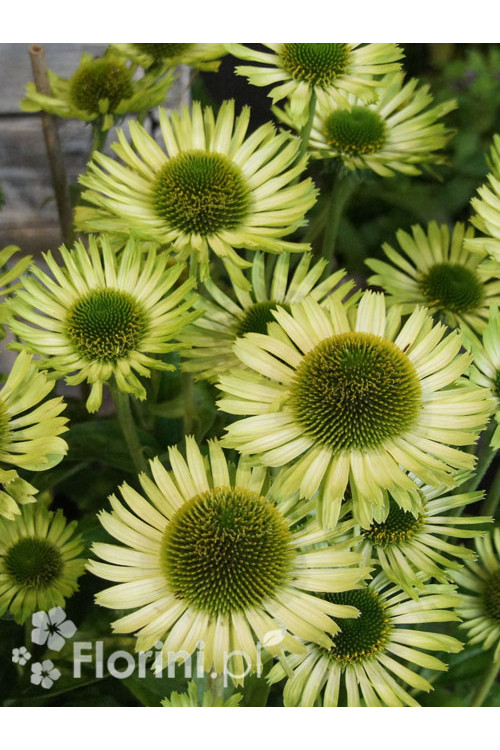 Jeżówka 'Green Jewel' | Echinacea