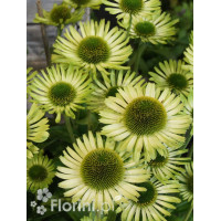 Jeżówka 'Green Jewel' | Echinacea