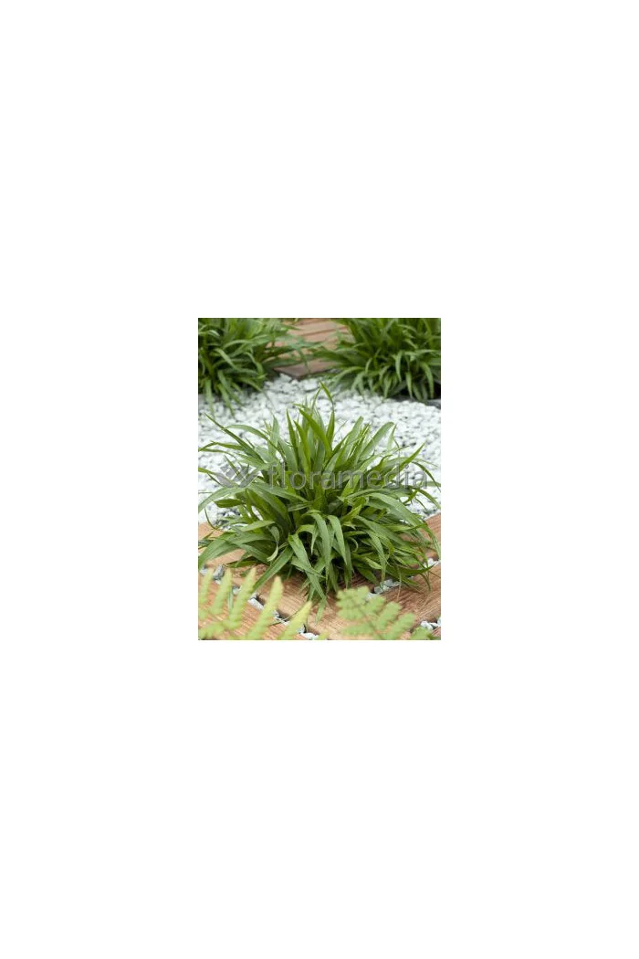 Kosmatka owłosiona 'Igel' | Luzula pilosa