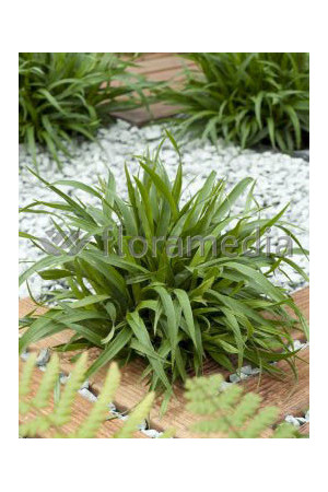 Kosmatka owłosiona 'Igel' | Luzula pilosa