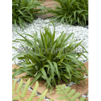 Kosmatka owłosiona 'Igel' | Luzula pilosa