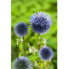 Przegorzan | Echinops