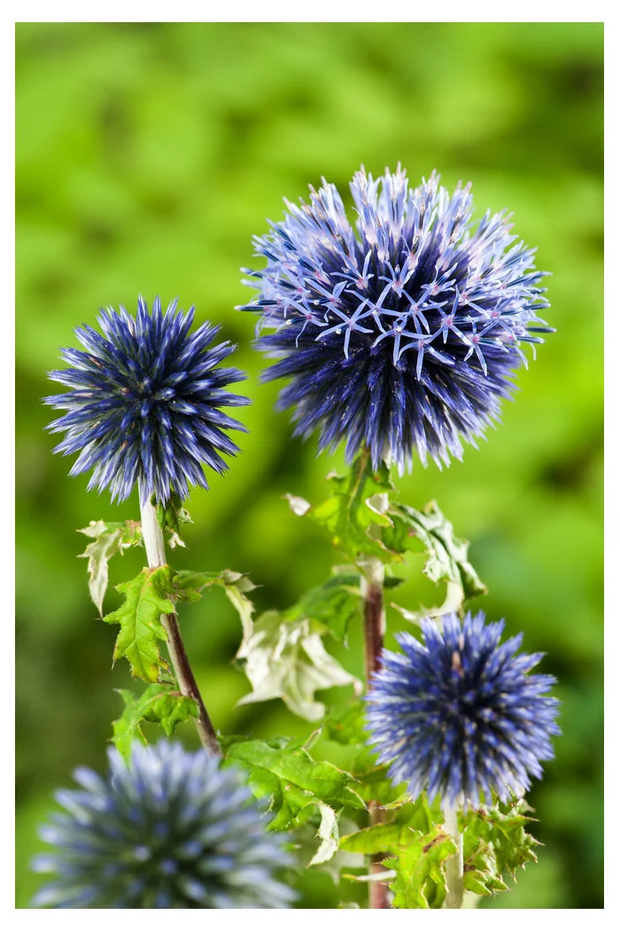 Przegorzan | Echinops