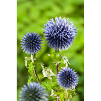 Przegorzan | Echinops