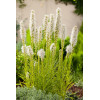 Liatra kłosowa 'Alba' | Liatris spicata