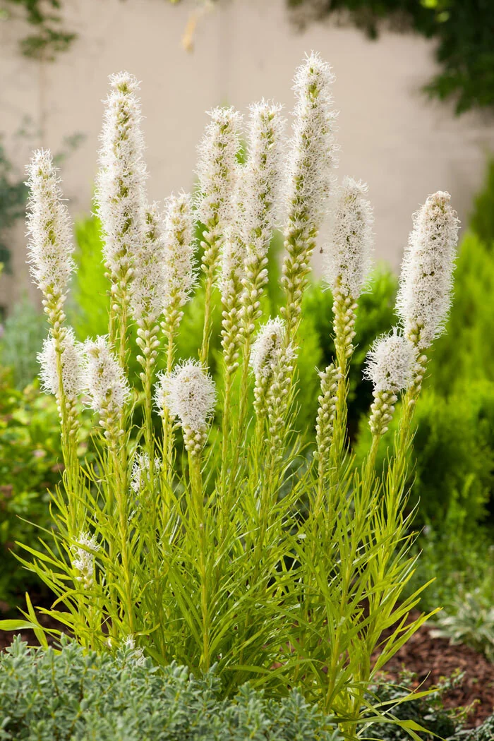 Liatra kłosowa 'Alba' | Liatris spicata