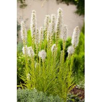 Liatra kłosowa 'Alba' | Liatris spicata