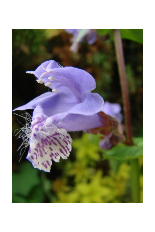 Mehania Meehania urticifolia