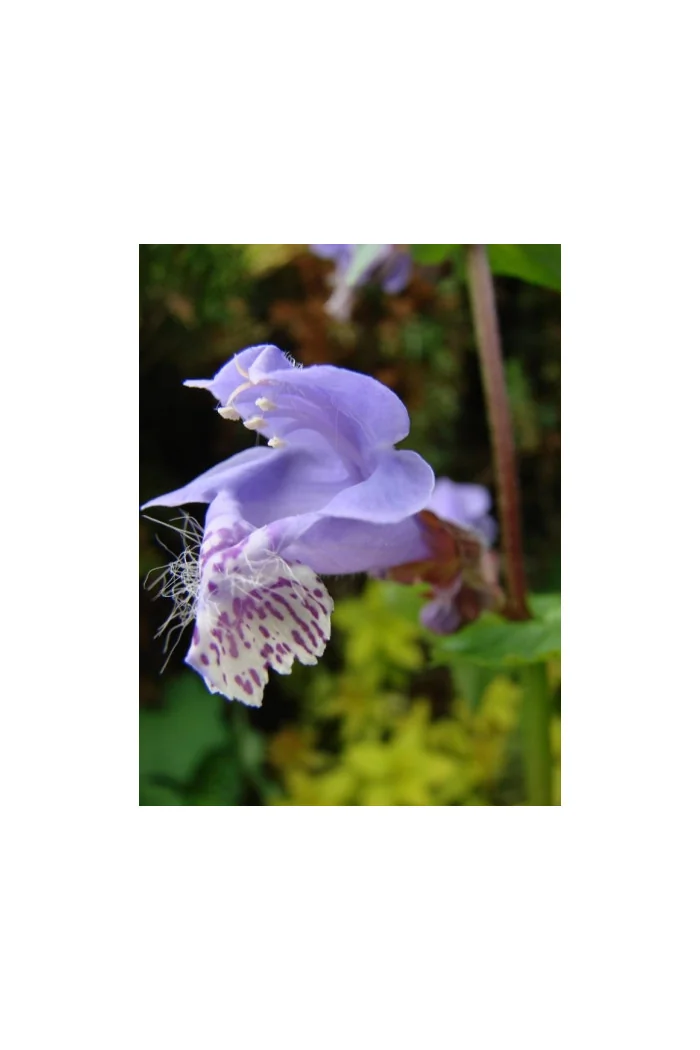 Mehania Meehania urticifolia