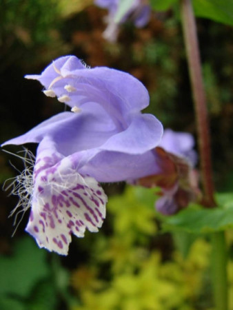 Mehania Meehania urticifolia