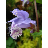 Mehania Meehania urticifolia