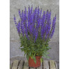Szałwia omszona 'Salute Deep Blue' | Salvia nemorosa