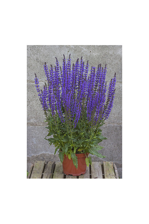 Szałwia omszona 'Salute Deep Blue' | Salvia nemorosa