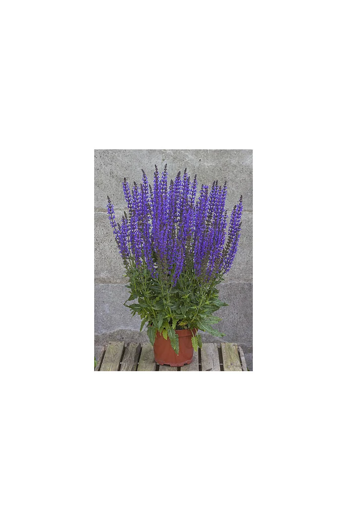 Szałwia omszona 'Salute Deep Blue' | Salvia nemorosa