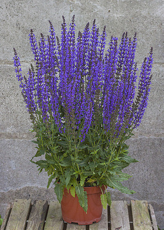 Szałwia omszona 'Salute Deep Blue' | Salvia nemorosa