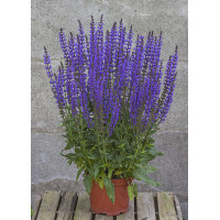 Szałwia omszona 'Salute Deep Blue' | Salvia nemorosa