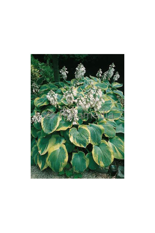 Funkia 'Samurai' Hosta