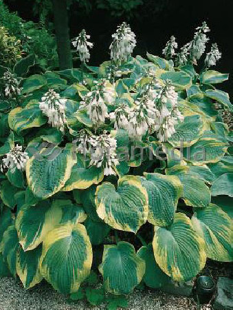 Funkia 'Samurai' Hosta