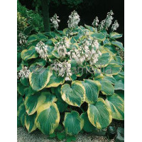 Funkia 'Samurai' Hosta