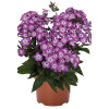 Floks wiechowaty 'Flame Pro Purple' | Phlox panniculata
