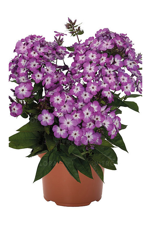 Floks wiechowaty 'Flame Pro Purple' | Phlox panniculata