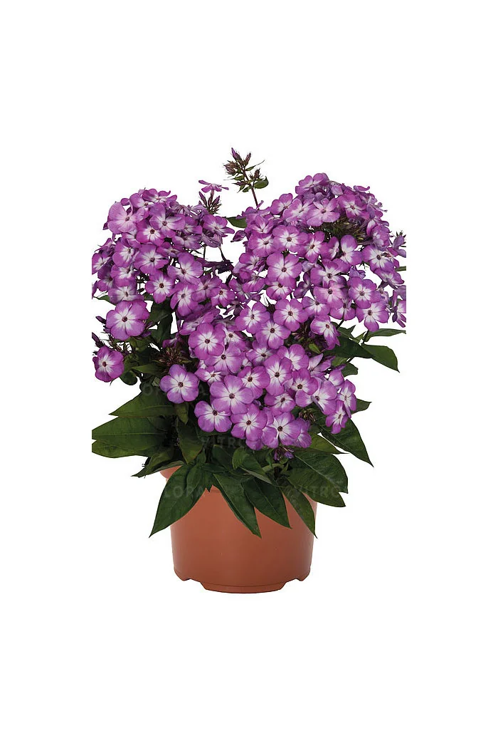 Floks wiechowaty 'Flame Pro Purple' | Phlox panniculata
