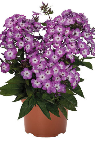 Floks wiechowaty 'Flame Pro Purple' | Phlox panniculata