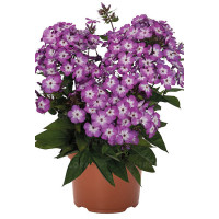 Floks wiechowaty 'Flame Pro Purple' | Phlox panniculata