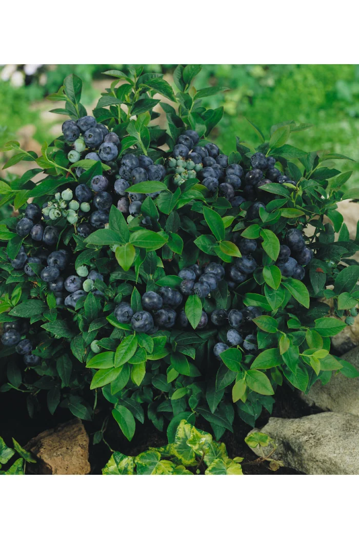 Borówka wysoka (amerykańska) 'Duke' | Vaccinium corymbosum